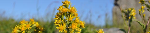 Utsnitt av gul sommerblomst