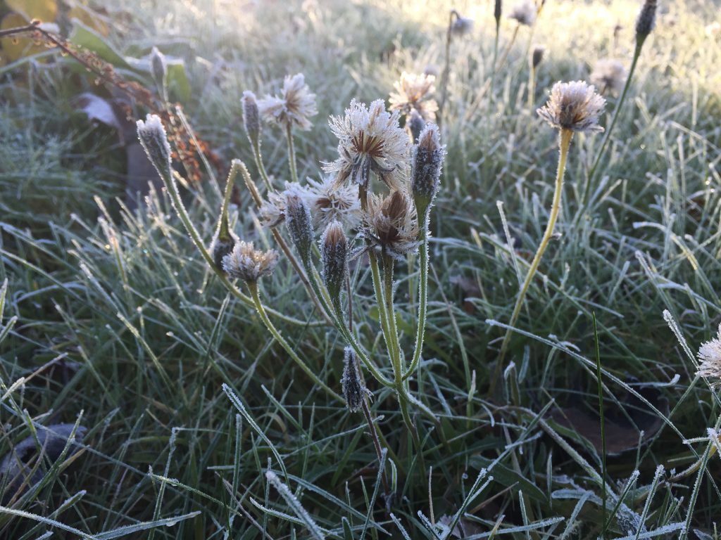 Nærbilde gress og blomster med rimfrost på