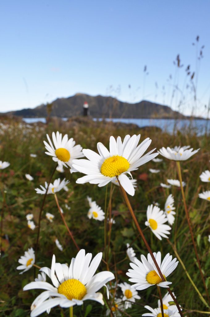 Prestekaver i landskap med fyrtårn. Illustrasjonsbilde