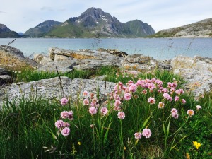 Landskapsbilde med blomster og fjell i Lofoten