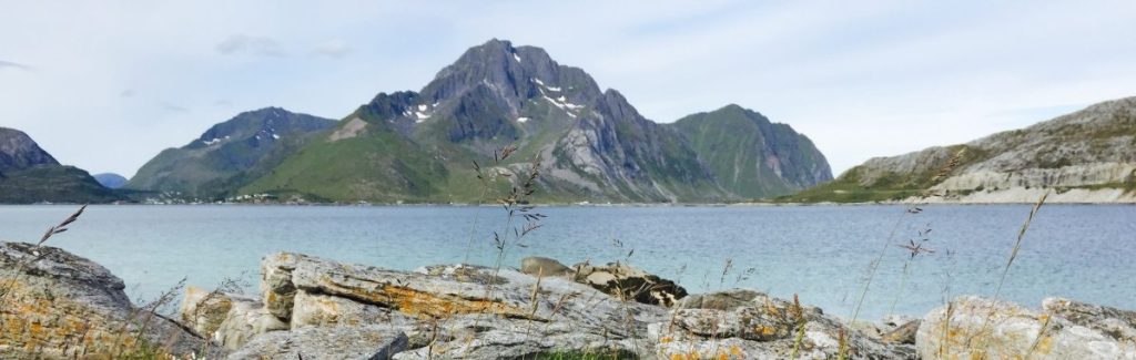 Landskapsbilde med blomster og fjell i Lofoten
