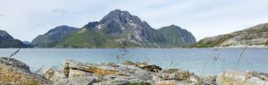 Landskapsbilde med blomster og fjell i Lofoten