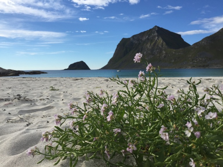 Strand med blomster i Lofoten